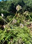 Plant name: Nodding Onion Allium cernuum 